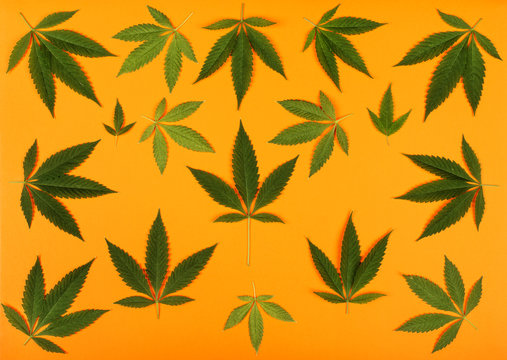 Cannabis Leaves on Light Orange