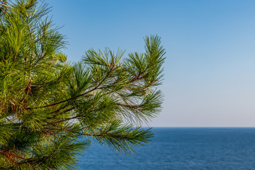 Green branches of fluffy pine against the blue sea and sky on Sunny summer day.