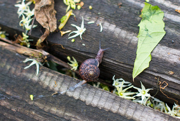 Little snail crawling on an old wooden board