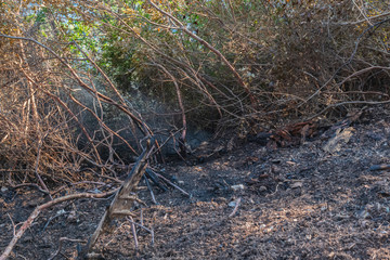 Smoke and burnt earth after a fire in a pine forest. Burnt branches and tree trunks.