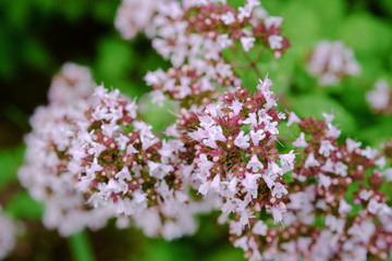 Fototapeta premium Blooming oregano in the garden close-up, selective focus. Used in medicine and as a herb.