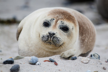 Common Seal on the beach of the island Dune in the late afternoon - near the island of Helgoland - Germany