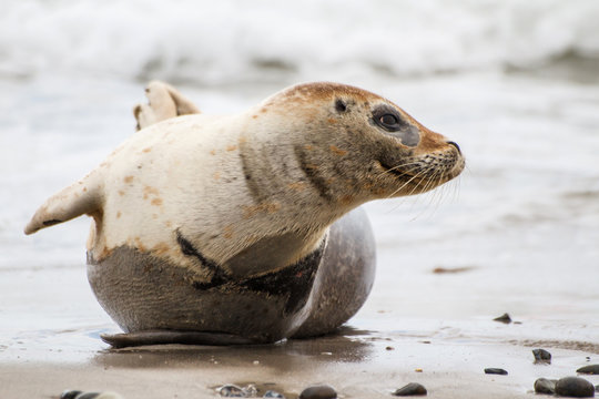 Common Seal on the beach of the island Dune in the late afternoon - near the island of Helgoland - Germany
