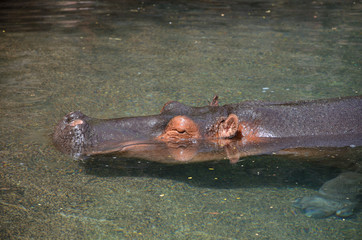 Obraz premium Big Male Hippopotamus with his Head Under the Water on a Suny Day