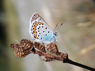 a small blue butterfly on a dry plant