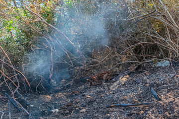 Smoke and burnt earth after a fire in a pine forest. Burnt branches and tree trunks.