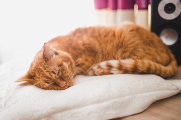 Adult red cat sleeps sweetly on a soft pillow