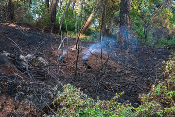 Obraz premium Smoke and burnt earth after a fire in a pine forest. Burnt branches and tree trunks.