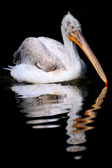 Dalmatian pelican in black on the water