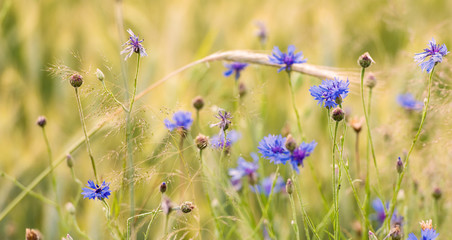 Cornflowers. Fresh. Summer flowers field. Beautiful blue flowers. Close up. Out of focus. Bluebottle in the middle of the wheat field. 