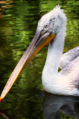 Dalmatian pelican (Pelecanus crispus) on the water