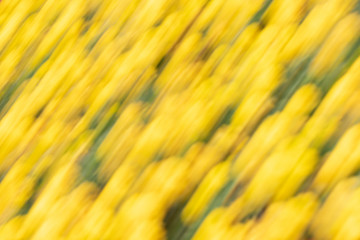 Abstract yellow summer sunny background