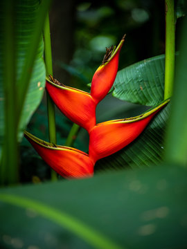 Heliconia