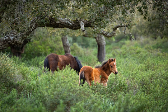 Italy, Sardinia, Giara di Gesturi, wild horses
