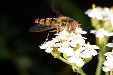 Marmalade hoverfly