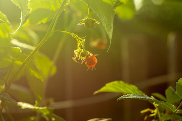 Ripening raspberry berries on a bush growing on a country site.