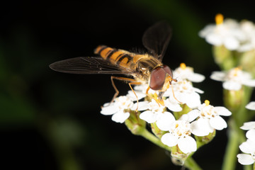 Marmalade hoverfly