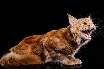 Photoshoot ginger cat champion breed Maine Coon in the studio. Predatory, aggressive look. Attack,...