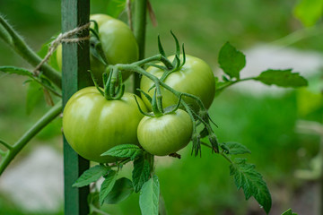 Ripening unripe green tomatoes growing on a garden bed