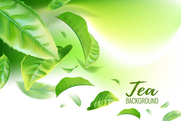Realistic green tea leaves background for advertising poster. Vector illustration