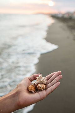 Hand holding sea shells