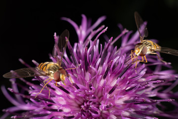 Marmalade hoverfly