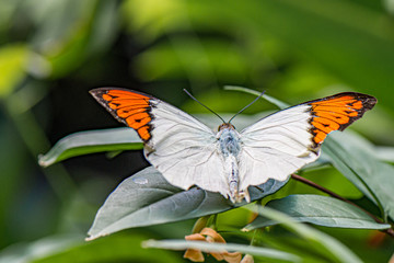 red tip butterfly on flower