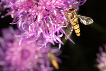 Marmalade hoverfly