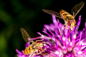 Marmalade hoverfly