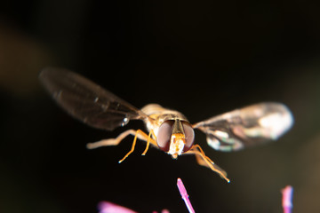 Marmalade hoverfly