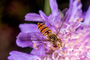 Marmalade hoverfly
