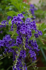 Fototapeta premium blue flowers in garden