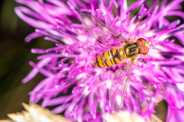 Hoverfly on a purple flower in late summer