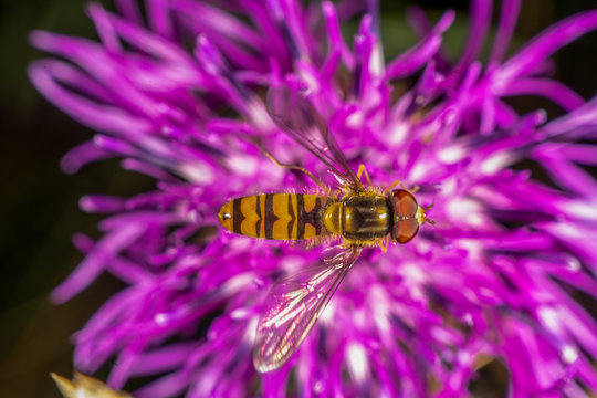 SyrphoideaBilder StockFotos & Videos. Adobe Stock