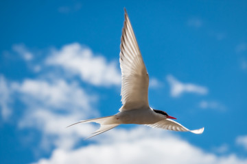 Beautiful sterna hirundo in full flight, at the Bothnian Sea in east Sweden in the nature preserve Hornslandet