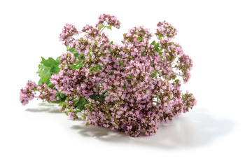 Blooming Oregano Bouquet on white background. Used in medicine and as a herb.