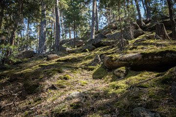  Beautiful landscape with stones and pines in the resort Borovoye