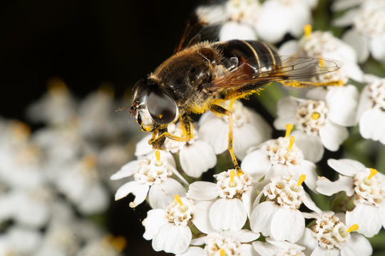 Hoverfly on a flower in summer