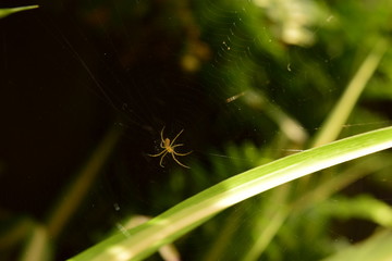 Araña arañita