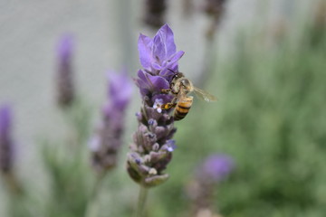 Abeja
