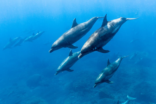 Swimming with schooling dolphins