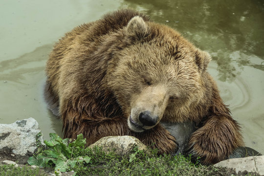 Grizzly bear sleeping in water