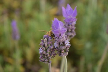 Abeja en lavanda
