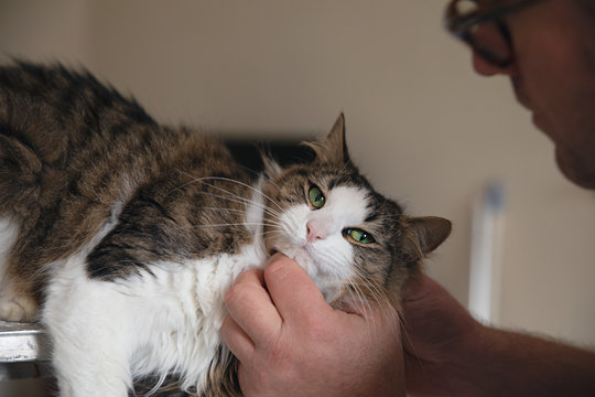 Close up of pet cat receiving love and affection from it's male owner