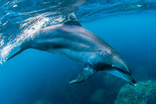 Indo Pacific bottlenose dolphin swimming in sea