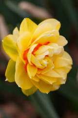 daffodil ruffle stem