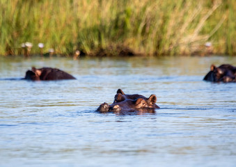 Fototapeta premium A group of Hippopotamus in the water of the Kwando River at the Bwabwata Nationalpark at Namibia