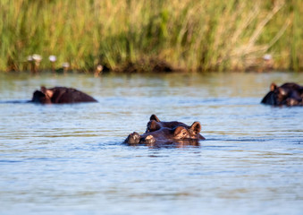 A group of Hippopotamus in the water of the Kwando River at the Bwabwata Nationalpark at Namibia