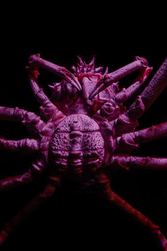 Marine Creature - Spider Crab