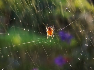 spider on spider web with rain drops